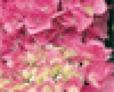 Хортензия (хидрангея) розова 