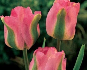 лале Viridiflora Groenland