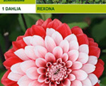 далия Rexona