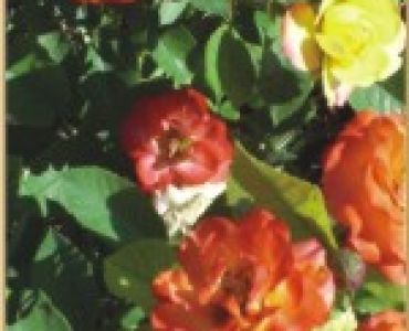 Храстовидна роза 021