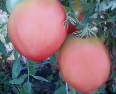 домати Розово сърце