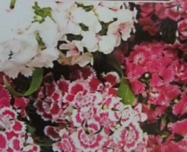 Топ карамфил - Самакитка