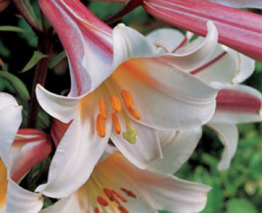 лилиум тромпет Regale