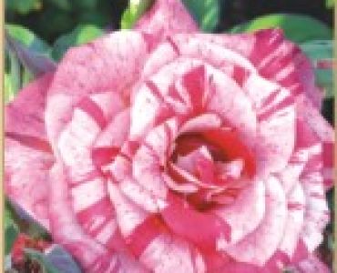 Храстовидна роза 023