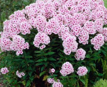 Флокс Pan. Bright Eyes