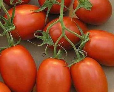 домати тип Рома CRX 71 302 F1