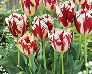 лале Various Grand Perfection