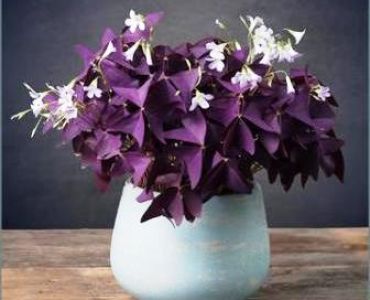 Оксалис Triangularis