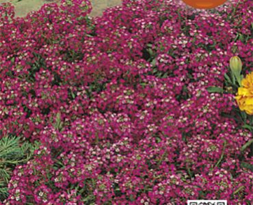 Алисум - розов`SG