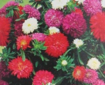 Астра - бордюрна