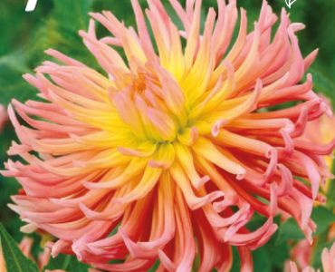 Далия Cactus Alfred grille