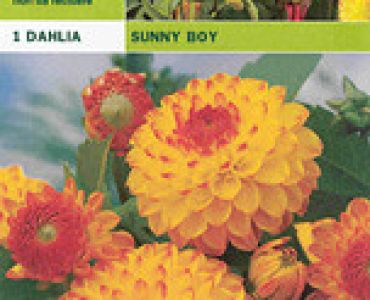 далия Sunny Boy