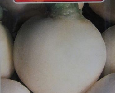 ряпа Бяла кръгла