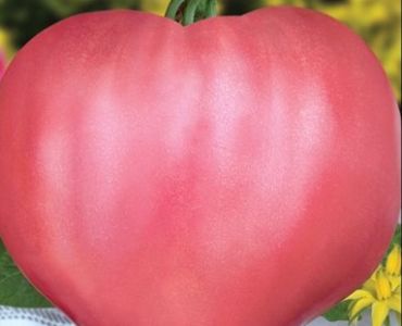 домати Розов дар