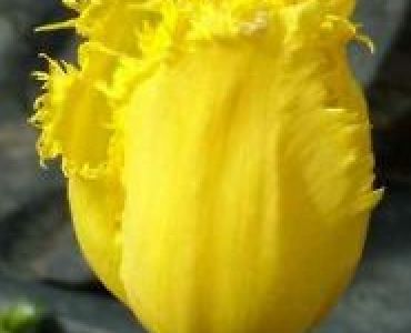 лале Fringed Crystal Star