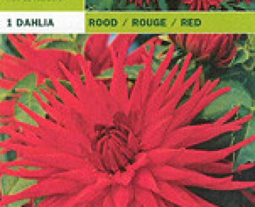 далия Red
