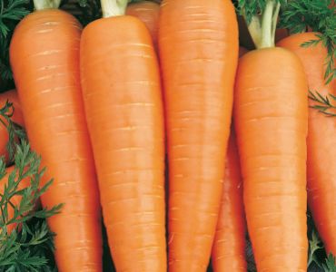 моркови St. Valery`SG