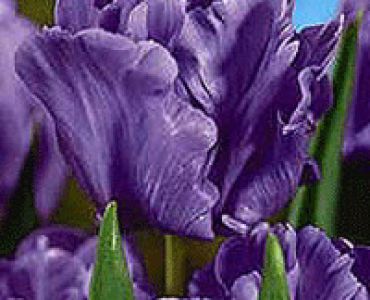 лале Parrot Blue Parrot