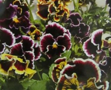 теменуга Рококо (къдрава)