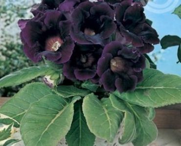 глоксиния Hollywood