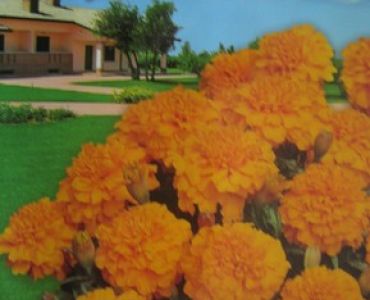 Тагетес (нисък оранжев 25см)