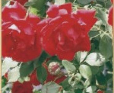 Увивна роза 051
