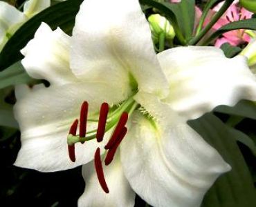 Лилиум Siberia