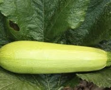 тиквички Ноур F1