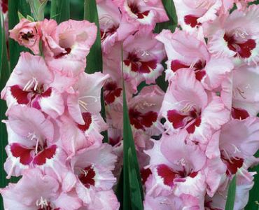 гладиол Wine and Roses