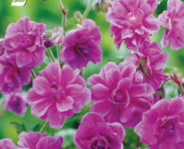 Здравец ( Гераниум)