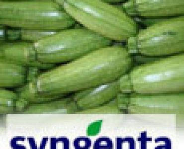 тиквички Ото F1 (Singenta)