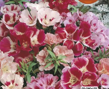 Годеция кичеста`SG