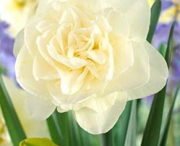 нарцис Double Obdam