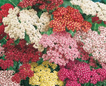 Равнец (Ахилеа)`SG