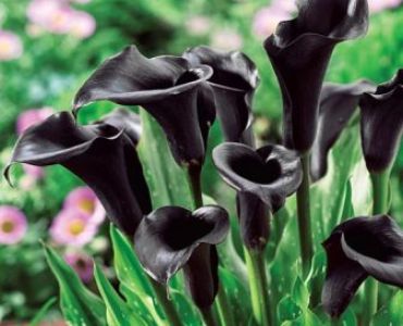 Кала Zantedeschia odessa 