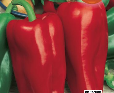 пипер Nocera Rosso`SG