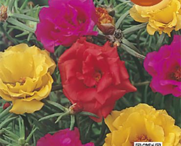 Калдъръмче кичесто`SG