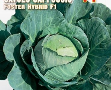 зеле Foster F1`SG