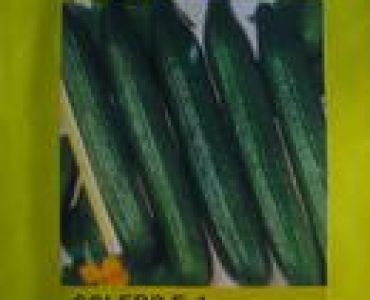 краставици Солеро F1 (Галилео F1)