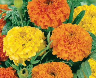 Тагетес микс`SG