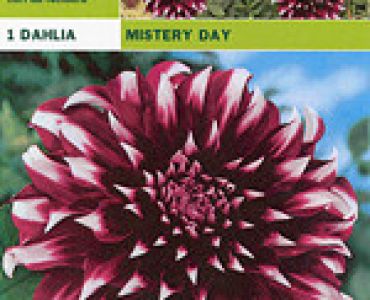 далия Mistery Day