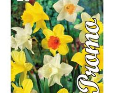 Нарцис Large Cupped Mix (пакет-5 луковици)