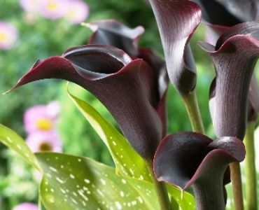 кала Cantor 12/14