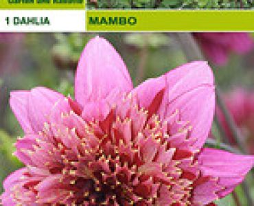 далия ниска Mambo