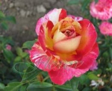 Облагородена бордюрна роза Флоров: Каталожен номер 41