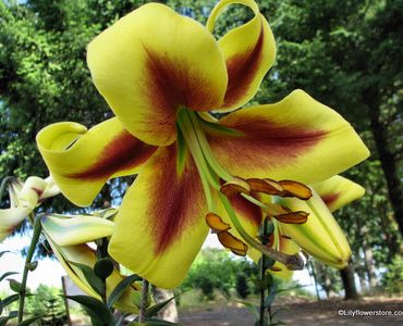 лилиум хибрид Golden Swanson