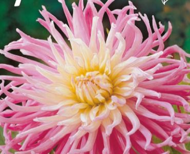 Далия Cactus Star's Favourite