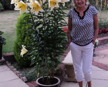 лилиум дървовиден Late Morning 16/18