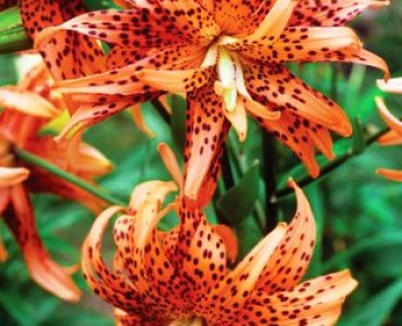 Лилиум Flore Pleno 