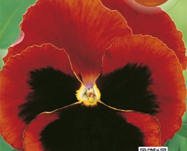 теменуга Тъмно червена`SG